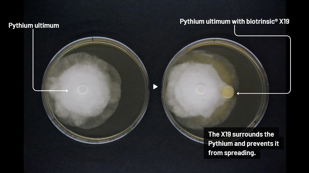 Pythium X19 Screenshot