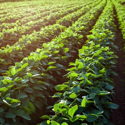 Soybean rows-1-1