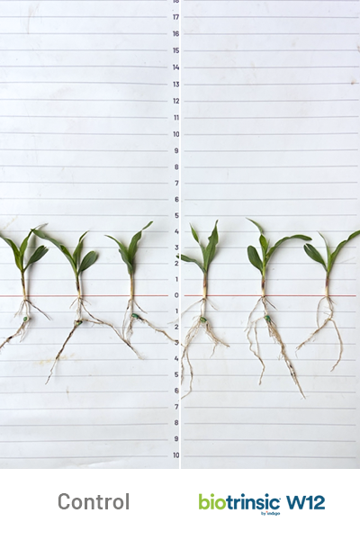 W12 1.81 bu per ac uplift