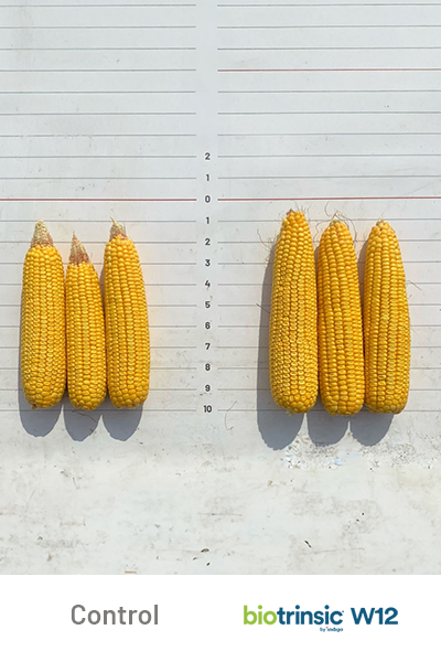 W12 7 bu per ac uplift 2