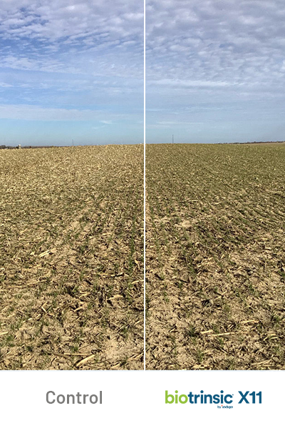 X11 Treated 102 Untreated 98 field