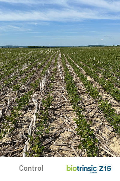 Z15 2 bu per acre Soy Field