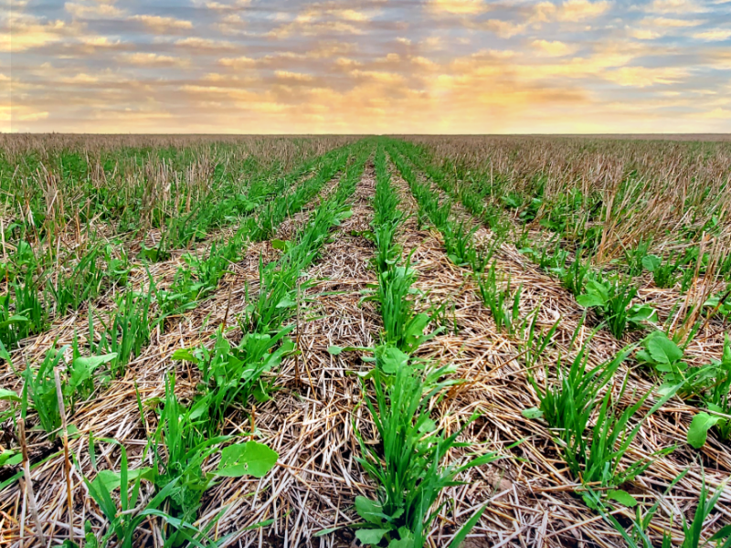 Accelerating Progress with Indigo Ag’s Third Carbon Crop